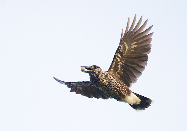 Nøttekråke - Spotted Nutcracker (Nucifraga caryocatactes).jpg